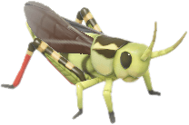 큰줄무늬메뚜기