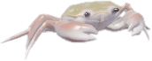 민물게