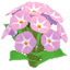 분홍색