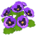 보라색